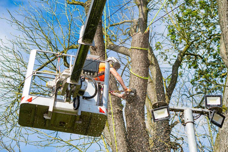 Enhance Property Value with tree surgeon Heald Green Tree Care